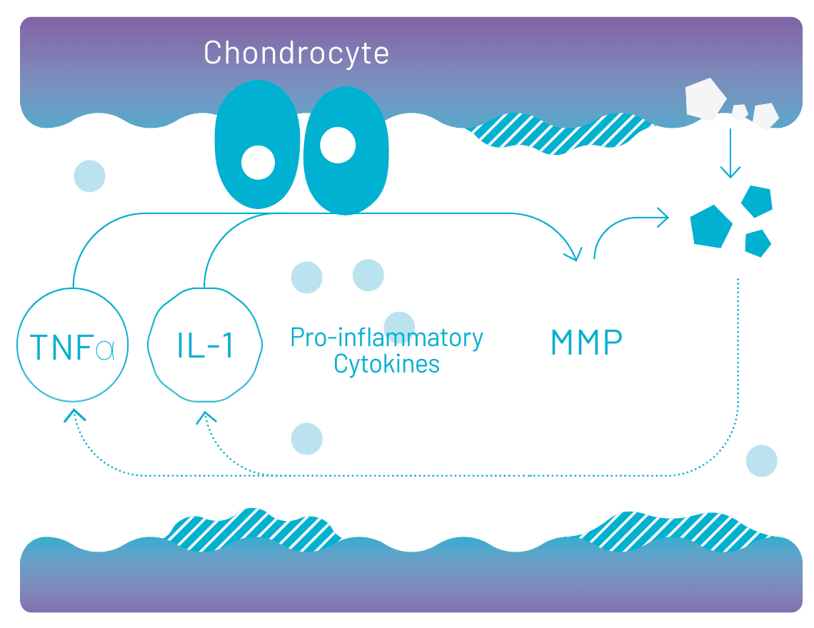Diagram of the manufacturer’s proposed mechanism: cells in the suspension releasing soluble factors that counter TNF-alpha and IL-1 signalling and MMP production