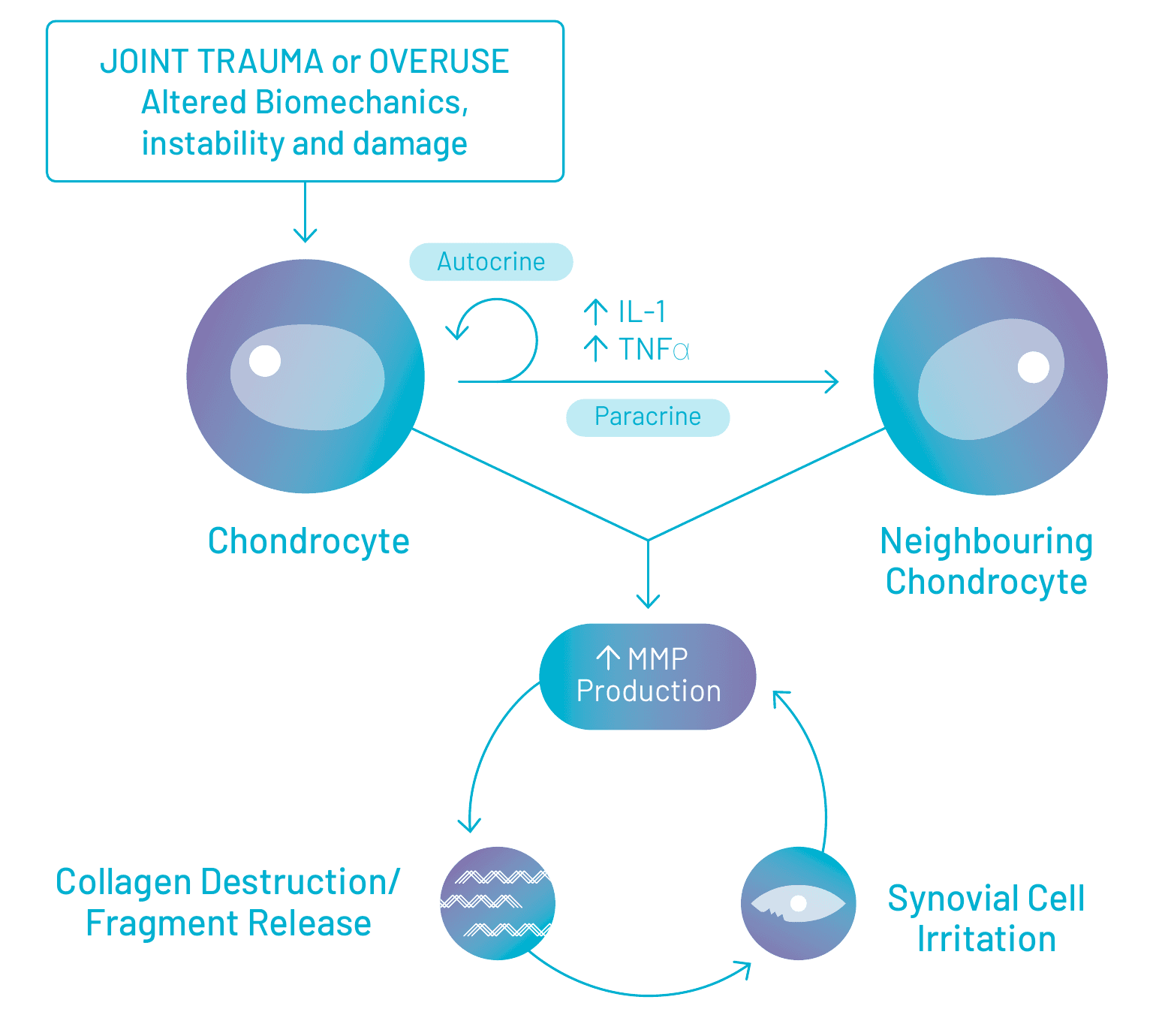 Diagram: joint trauma or overuse drives chondrocytes to release IL-1 and TNF-alpha, increasing MMP production, collagen destruction and synovial irritation