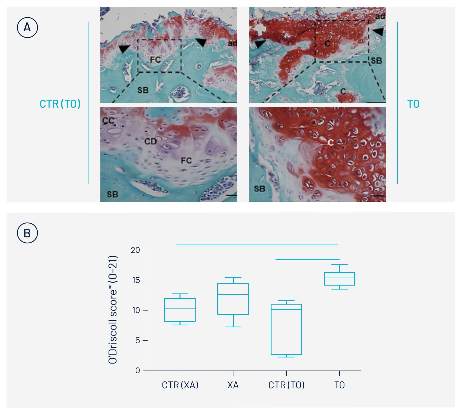 Panel A: histology of rat osteochondral defects, control and treated; panel B: box plot of O’Driscoll scores for the four groups